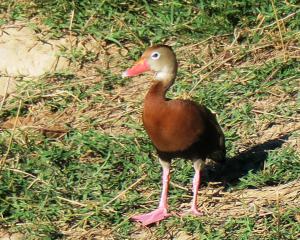 Black-bellied Whistling-duck