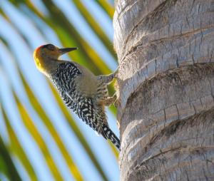 Golden-cheeked Woodpecker