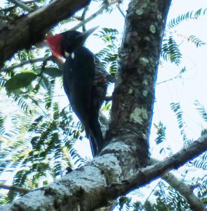 Lineated Woodpecker