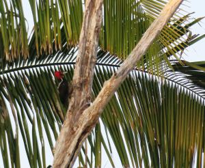 Pale-billed Woodpecker