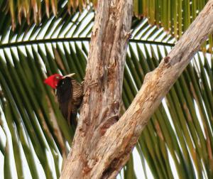 Pale-billed Woodpecker