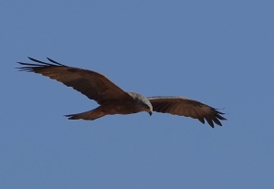 Black Kite