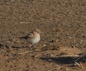 Bar-tailed Lark