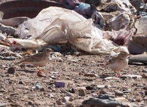 Greater Short-toed Lark