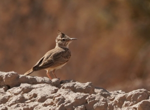 Maghreb Lark