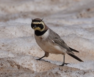 Shore Lark (Horned Lark)