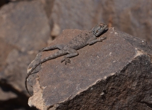 Atlas Agama Lizard