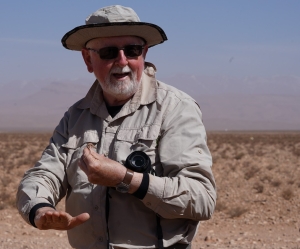 Ocellated Mesalina (in his hand :-)