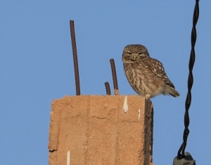 Little Owl