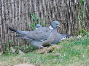 Wood Pigeon