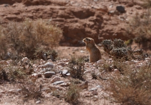 Fat Sand Rat