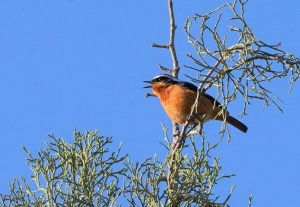 Moussier's Redstart