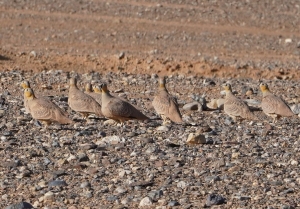 Crowned Sandgrouse