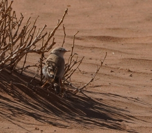 African Desert Warbler