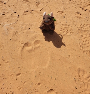 Camel tracks