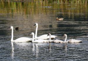 Trumpeter Swan family, Jackson WY