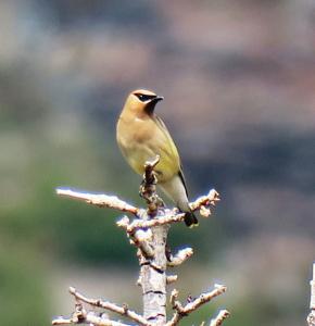 Cedar Waxwing, Glacier NP