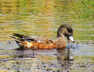 American Wigeon, Grand Teton NP
