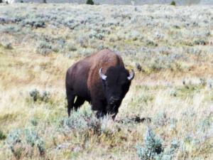 Bison,Yellowstone NP