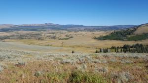 Grassland, Yellowstone NP