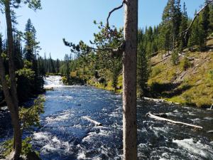 Near Lewis Falls, Yellowstone NP