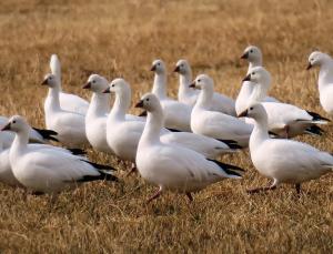 Ross' Geese