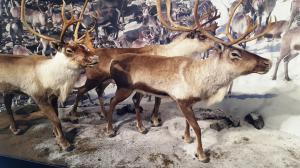 At the Hardangervidda Nature Center