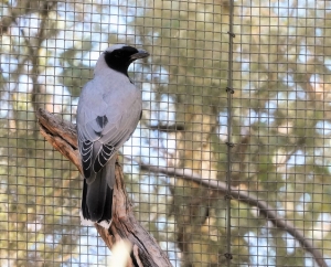 Black-faced Cuckooshrike (aviary - but did see in wild)