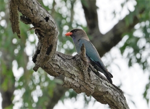 Dollarbird