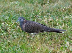 Bar-shouldered Dove