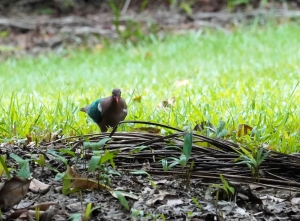 Pacific Emerald Dove