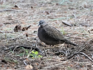 Spotted Dove