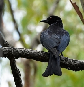 Spangled Drongo