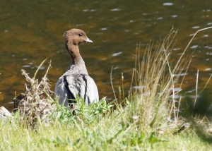 Maned Duck