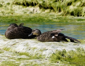 Pacific Black Duck