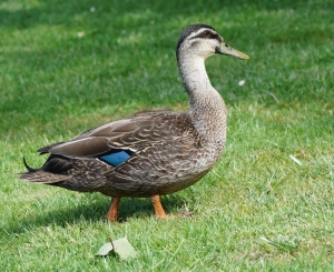 Mallard x Pacific Black Duck Hybrid