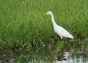 Great Egret
