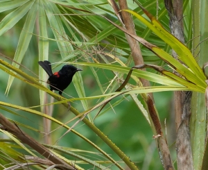 Red-backed Fairywren