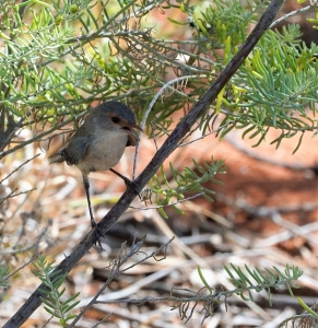 Splendid Fairywren (fem or imm)
