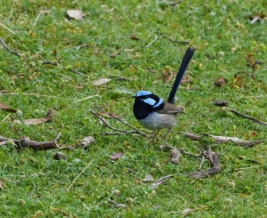 Superb Fairywren