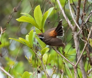 Arafura Fantail