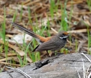 Arafura Fantail