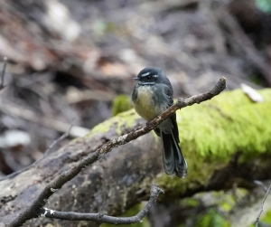 Gray Fantail