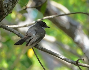 Northern Fantail