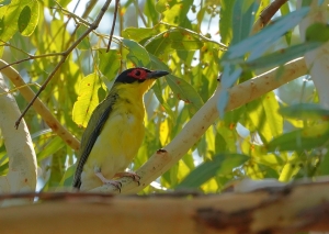Australasian Figbird