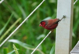 Crimson Finch