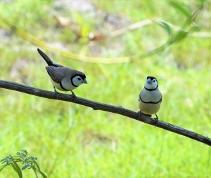 Double-barred Finch