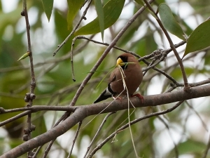 Masked Finch