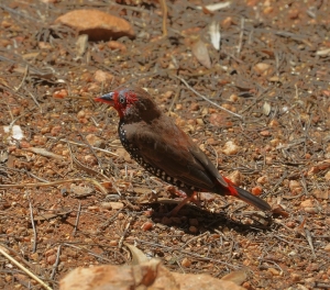 Painted Firetail (aviary)