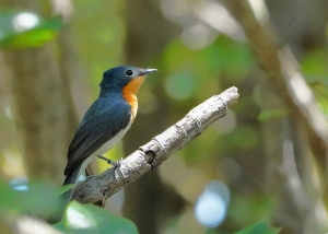 Broad-billed Flycatcher